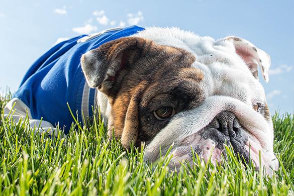 Griff II resting his head in the grass.